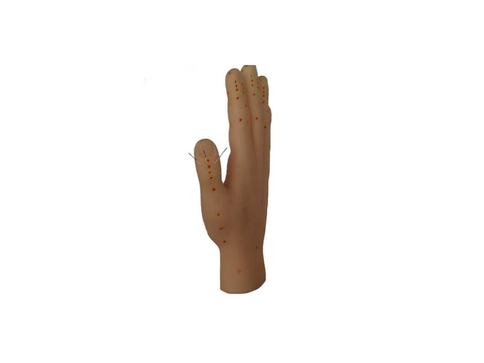 Modell Hand